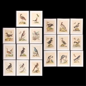 20 George Edwards "Natural History" Bird Plates