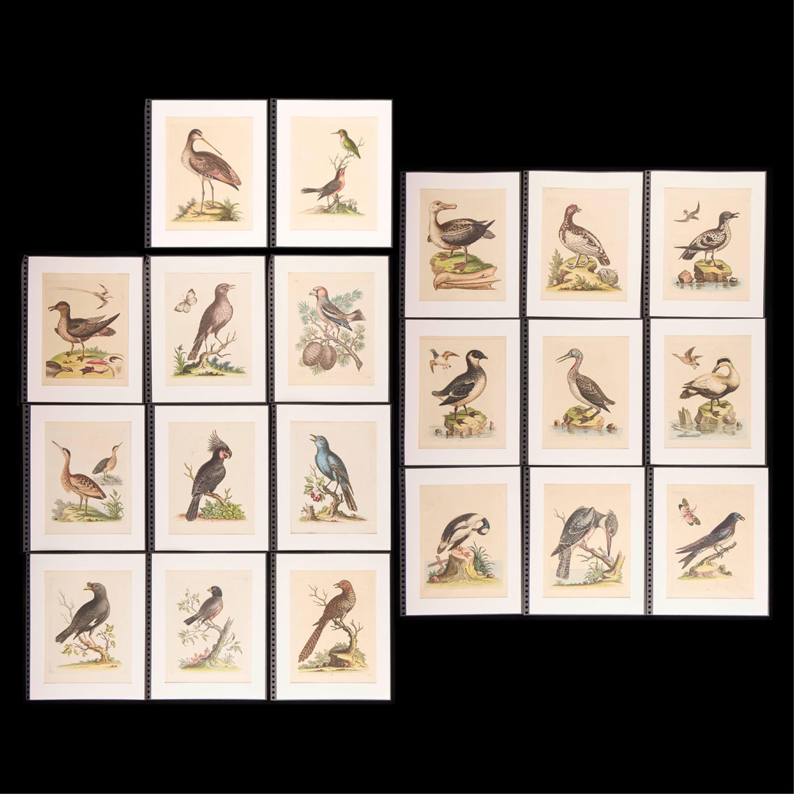 20 George Edwards "Natural History" Bird Plates (1 of 7)