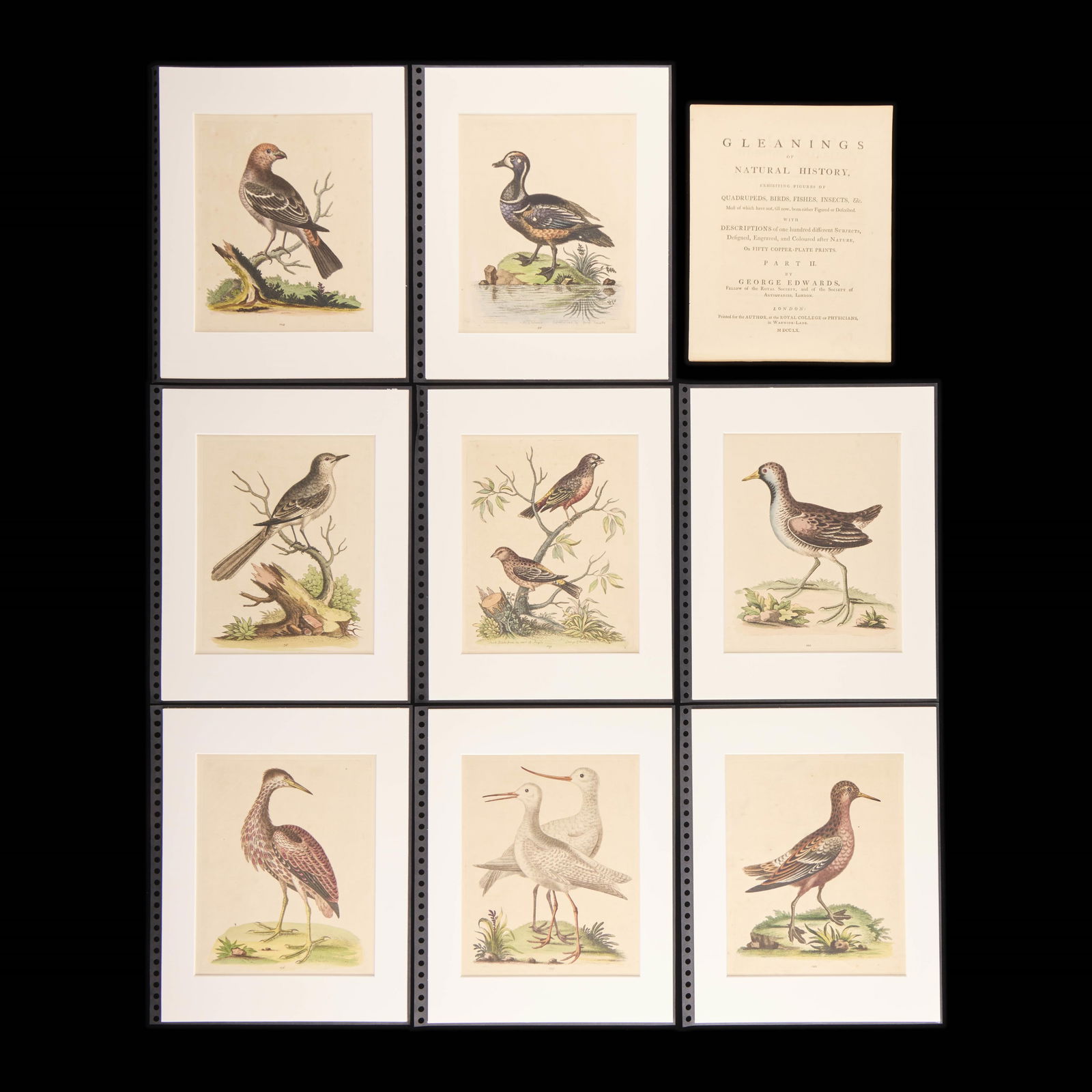 8 George Edwards "Natural History" Bird Plates (1 of 2)