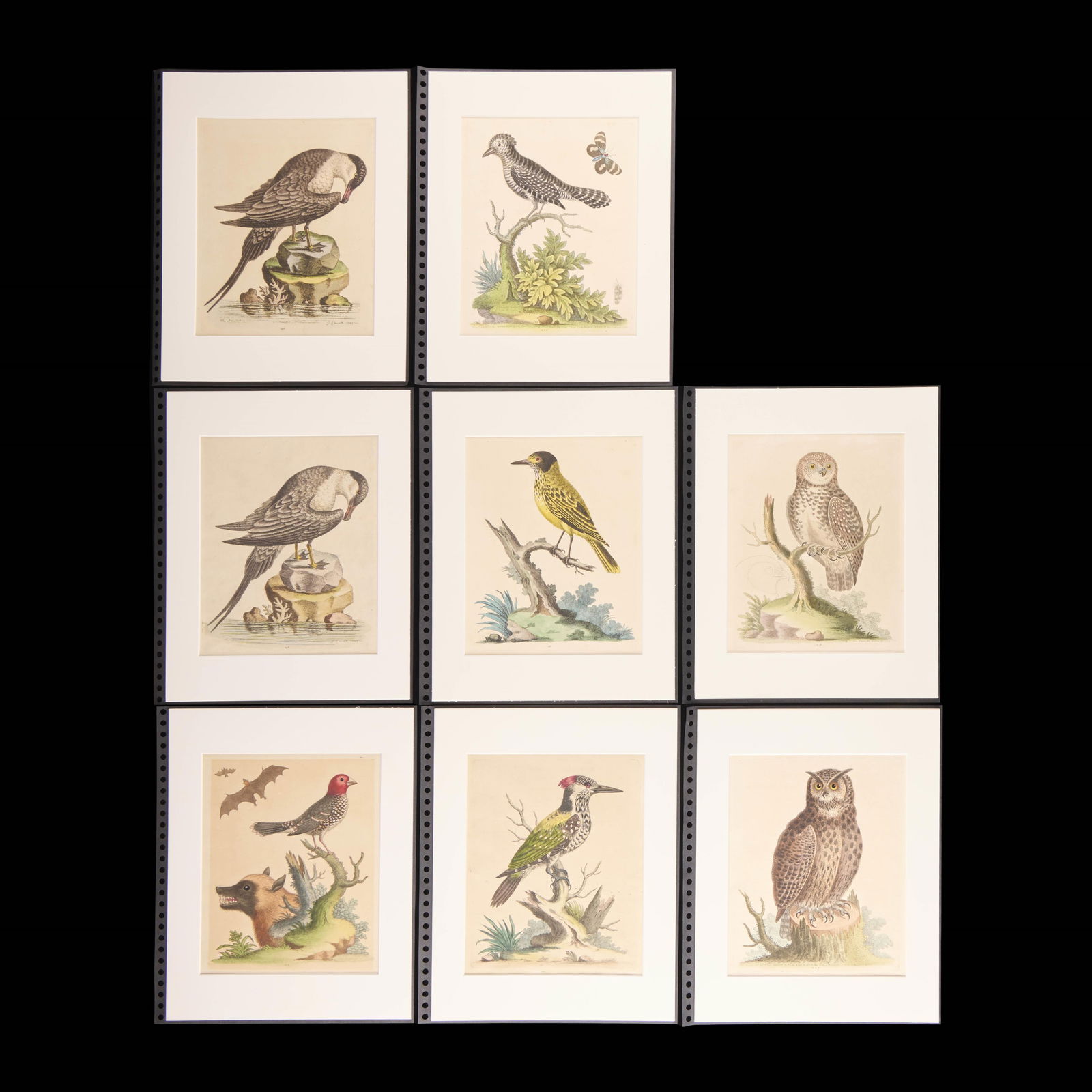 8 George Edwards "Natural History" Bird Plates (1 of 2)