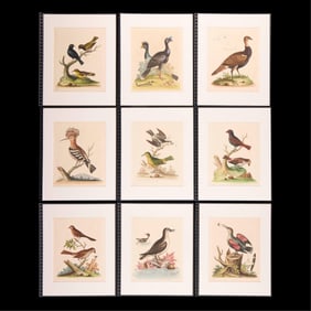 9 George Edwards "Natural History" Bird Plates