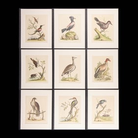 9 George Edwards "Natural History" Bird Plates