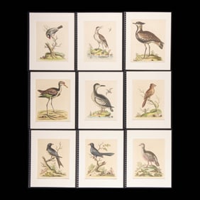9 George Edwards "Natural History" Bird Plates