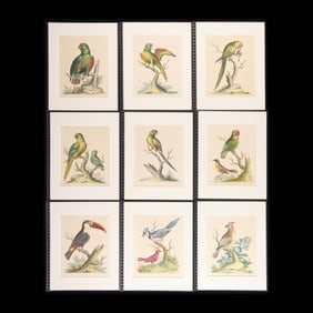 9 George Edwards "Natural History" Bird Plates