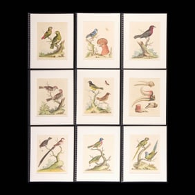 9 George Edwards "Natural History" Bird Plates