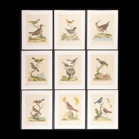 9 George Edwards "Natural History" Bird Plates