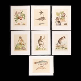 7 George Edwards "Natural History" Fauna Plates