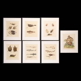 7 George Edwards "Natural History" Fauna Plates