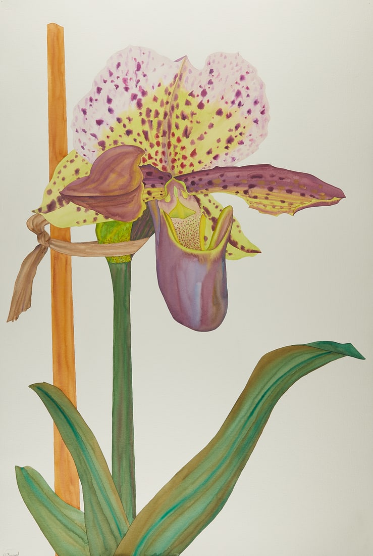 Ed Baynard Purple Iris Watercolor Painting 2003: Ed Baynard (American, 1940-2016). Watercolor on paper depicting a purple and yellow orchid tied to a stake for support, 2003. Signed and dated along the lower left.Height: 60 in x width: 40 in.
