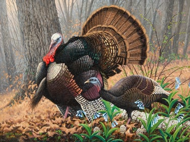 Michael Sieve MN Turkey Stamp Painting 1997