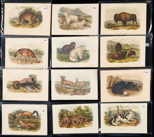 37 Prints Audubon Octavo 1st Ed. Quads & Birds