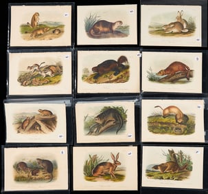 36 Prints Audubon Bowen Octavo 1st Ed. Quadrupeds