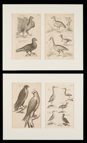 4 Willughby's Ornithology Bird Engravings