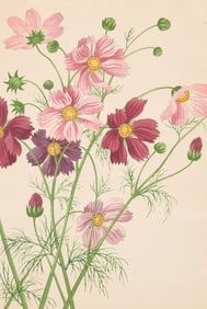 Hodo Nishimura "Cosmos" Kacho-e Woodblock