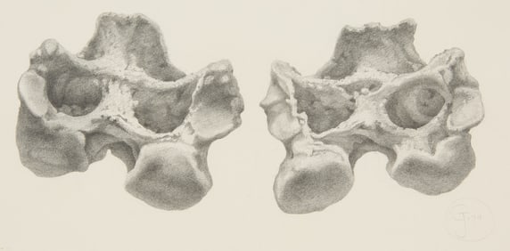 Gendron Jensen Bones Graphite Drawing 1979