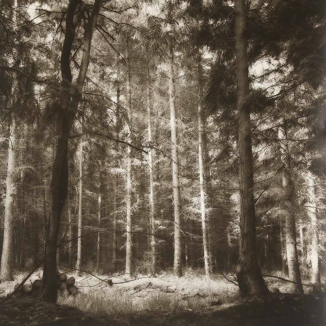 Lynn Geesaman "Westerstede, Germany" GSP 1993 (1 of 4)