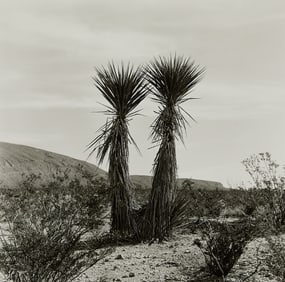 Allison V. Smith "Twin Yucca" Photograph 1988