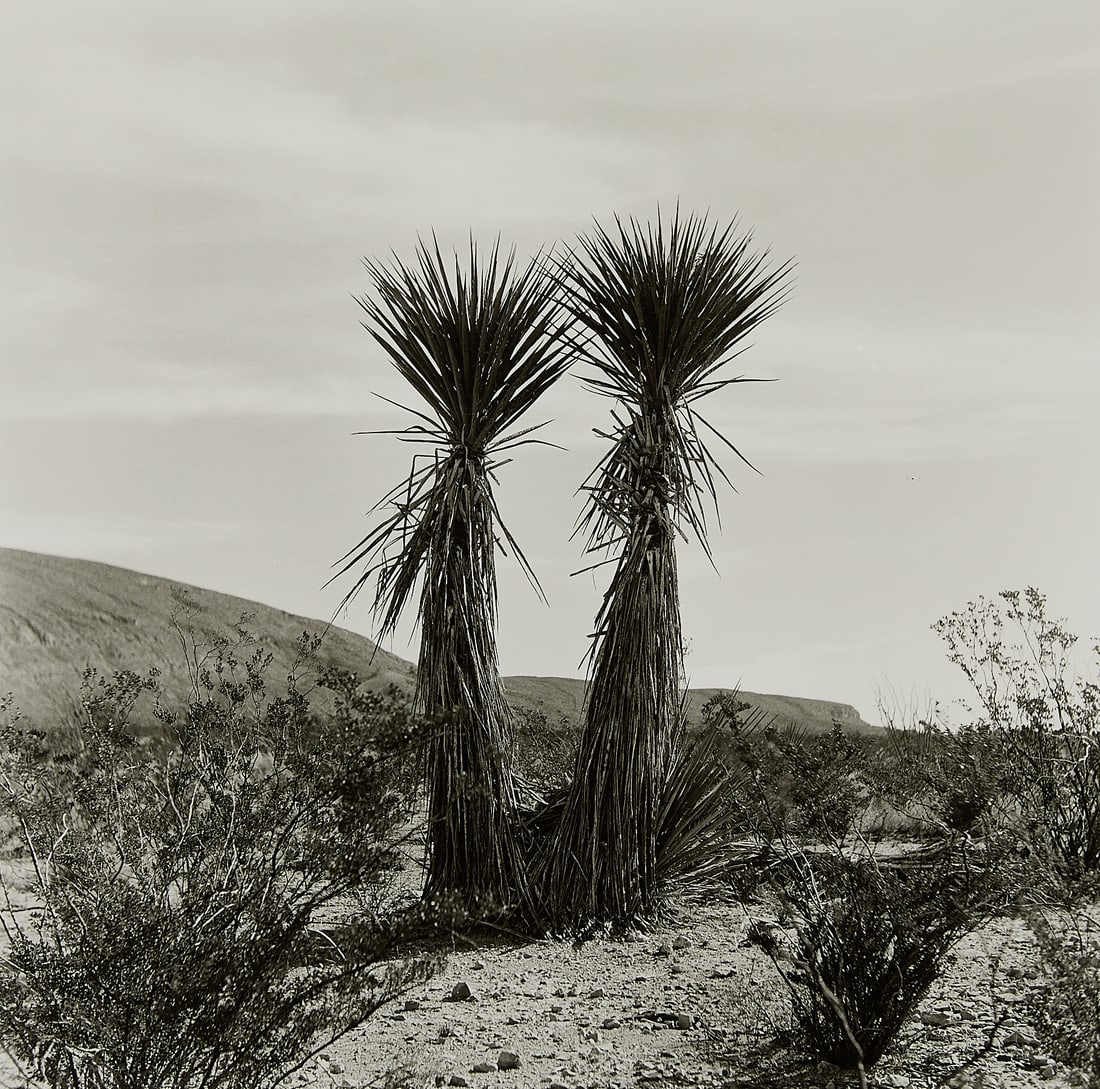 Allison V. Smith "Twin Yucca" Photograph 1988: Allison V. Smith (American, 20th/21st century). Fiber print photograph on paper titled "Twin Yucca December 1998 Big Bend National Park, Texas," 1988. Depicting two towering yucca plants amid a desola