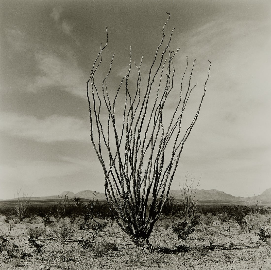 Allison V. Smith "Ocotillo" Photograph 1988 (1 of 6)