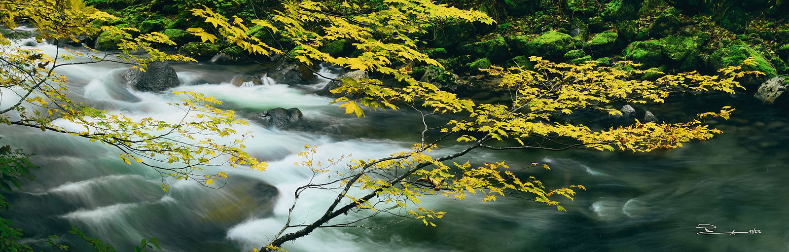 Peter Lik "Forest Dreams" Photograph: Peter Lik (Australian, b. 1959). Large photograph on chromogenic paper titled "Forest Dreams," depicting a lush landscape in Stevens Pass, Washington. Signed and numbered 47/272 along the lower right;
