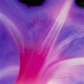 Peter Lik "Flowers of Paradise" Photograph