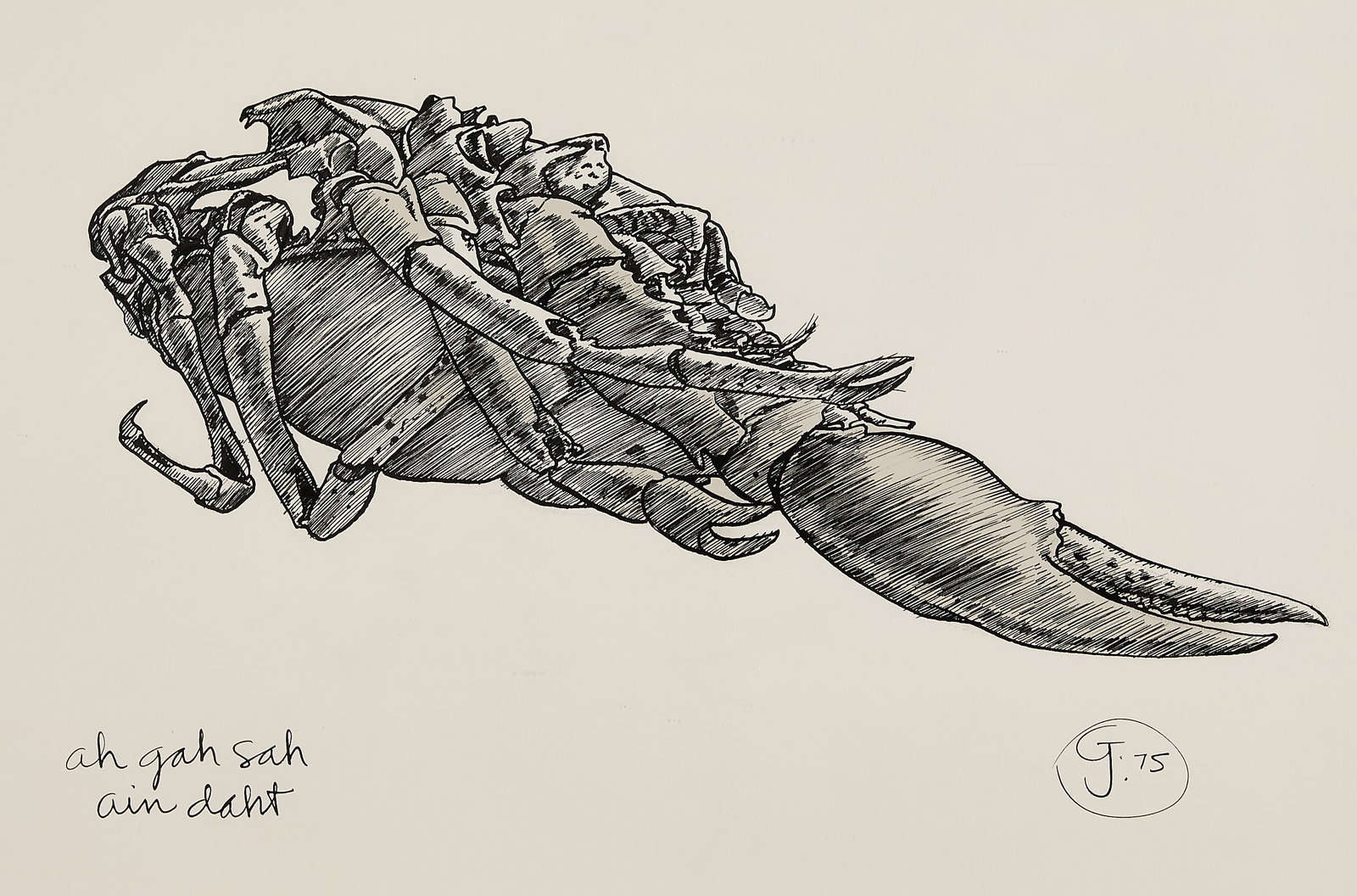 Gendron Jensen Crab Crustacean Ink Drawing 1975: Gendron Jensen (American, 1939-2019). Ink on paper drawing depicting a crustacean, likely a crab, crayfish, or lobster, 1975. Initialed and dated along the lower right; inscribed "Ah gah sah ain