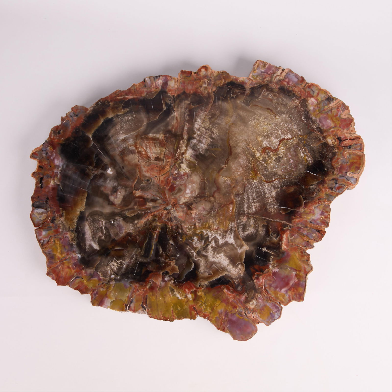 Large Petrified Wood Slab: Large and polished slab specimen of petrified or fossilized wood. With striations of brilliant reds, browns, greens, and yellows. Height: 1 1/2 in x width: 23 in x depth: 20 3/4 in.