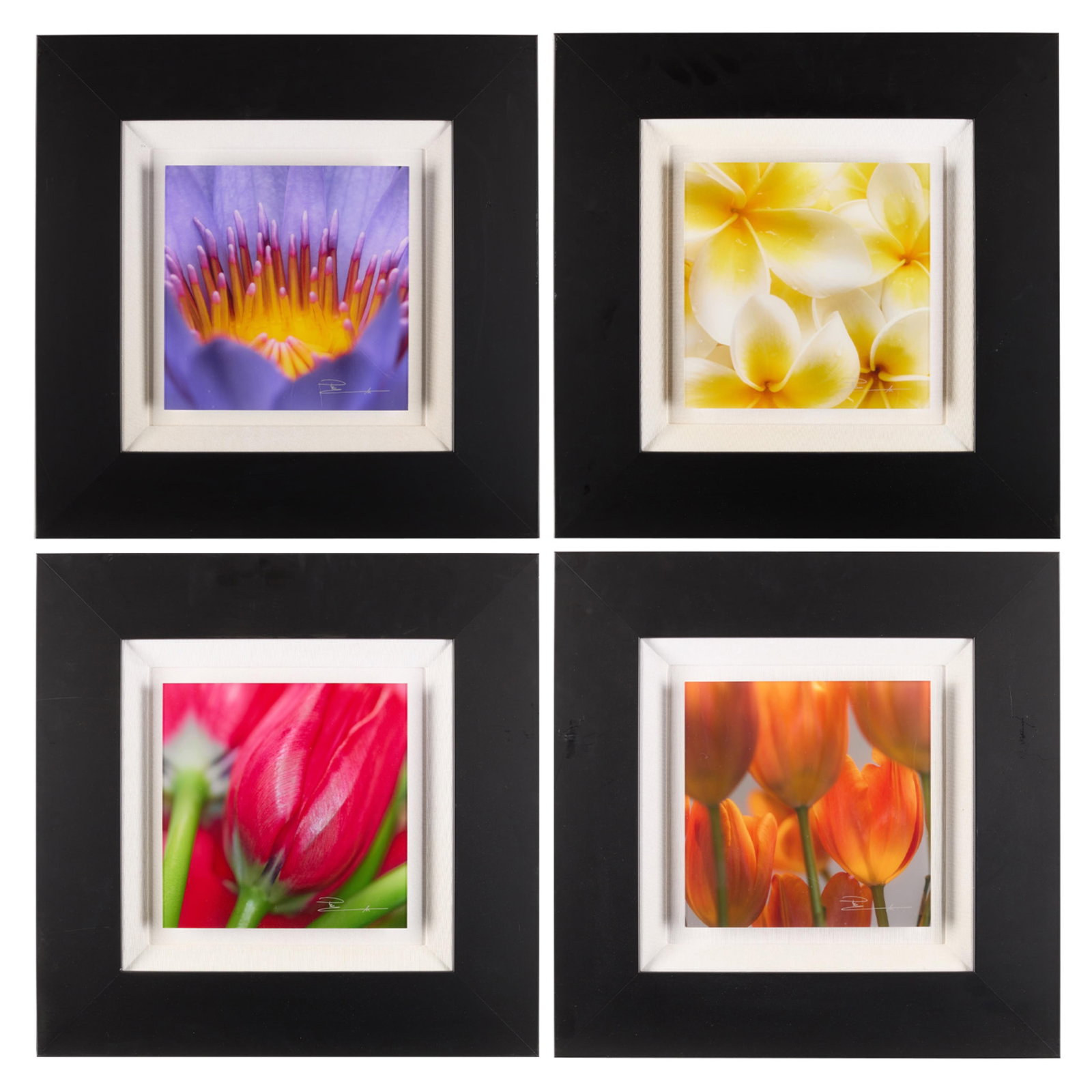 4 Peter Lik "Flora Element" Photographs (1 of 10)