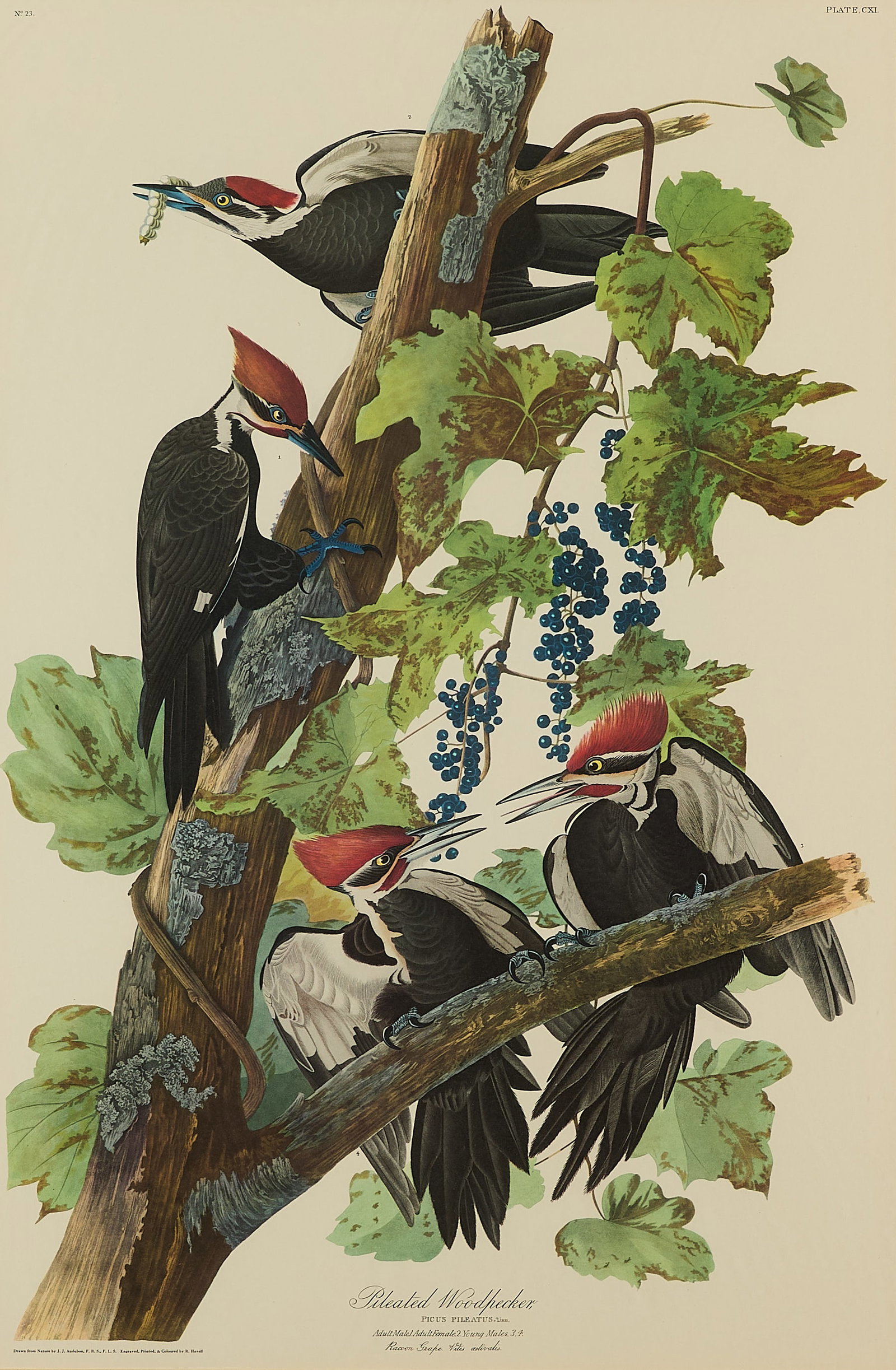 John J. Audubon "Pileated Woodpecker" Lithograph: John James Audubon (French/American, 1785-1851). Hand-colored lithograph depicting four pileated woodpeckers, from the "Birds of America" series. Printed and colored by Robert Havell. Sight; height: 3