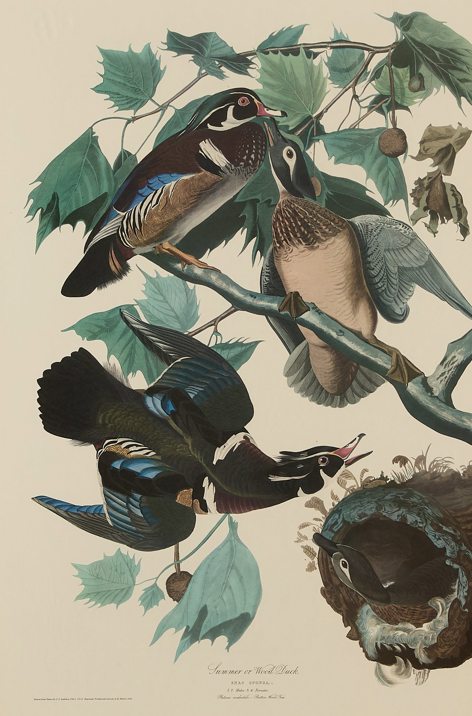 J.J. Audubon "Summer or Wood Duck" Lithograph 1834 (1 of 6)