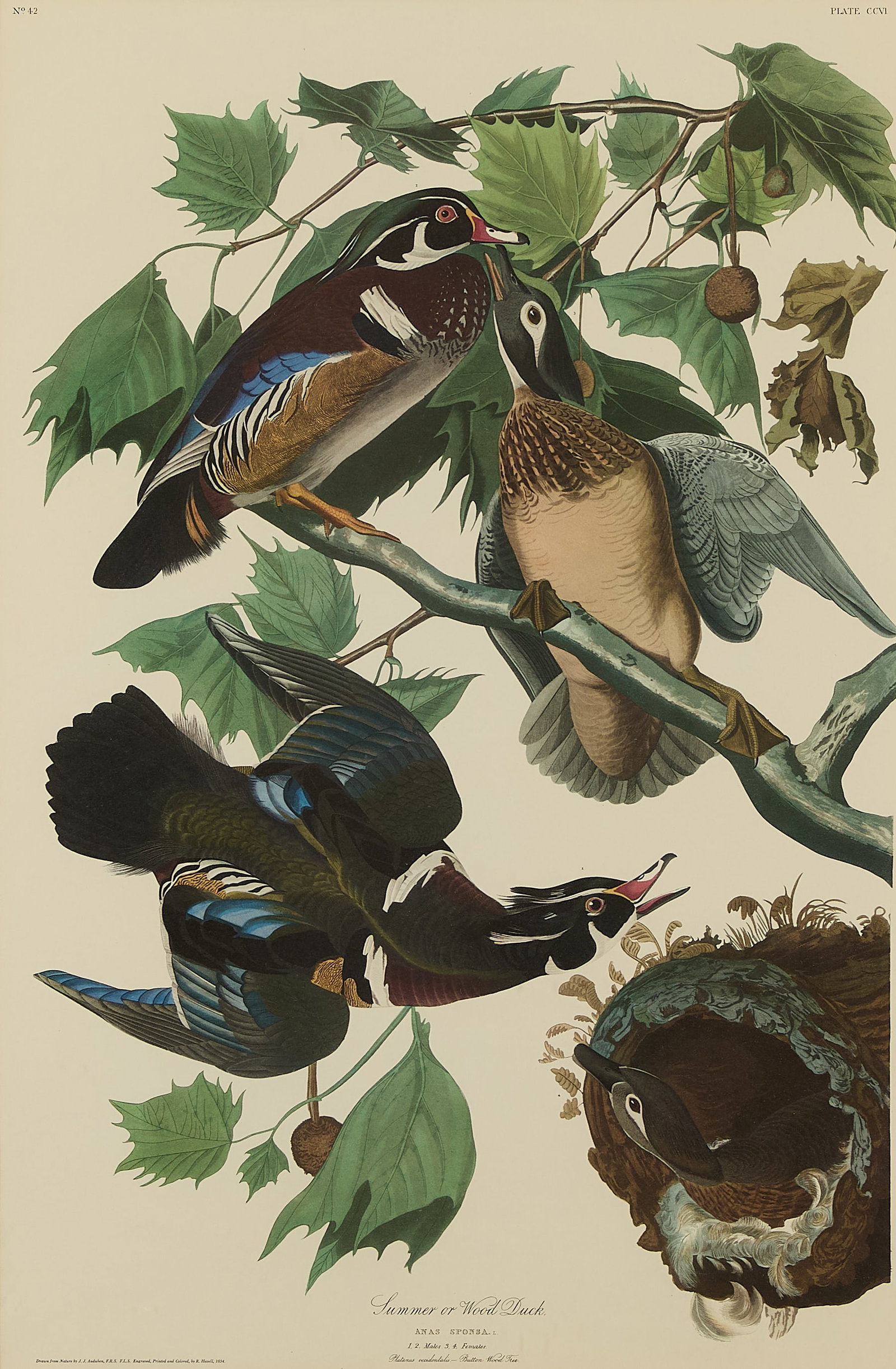 J.J. Audubon "Summer or Wood Duck" Lithograph 1834 (1 of 6)
