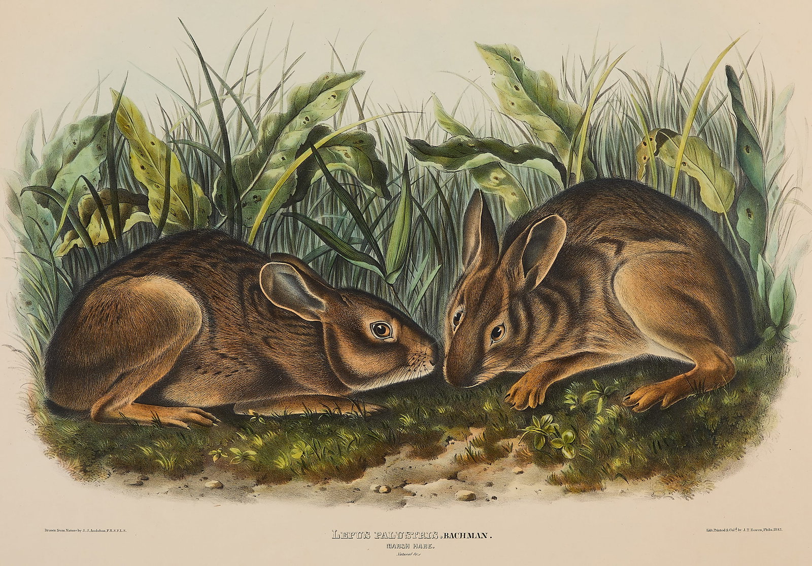 John James Audubon "Marsh Hare" Lithograph 1843 (1 of 7)