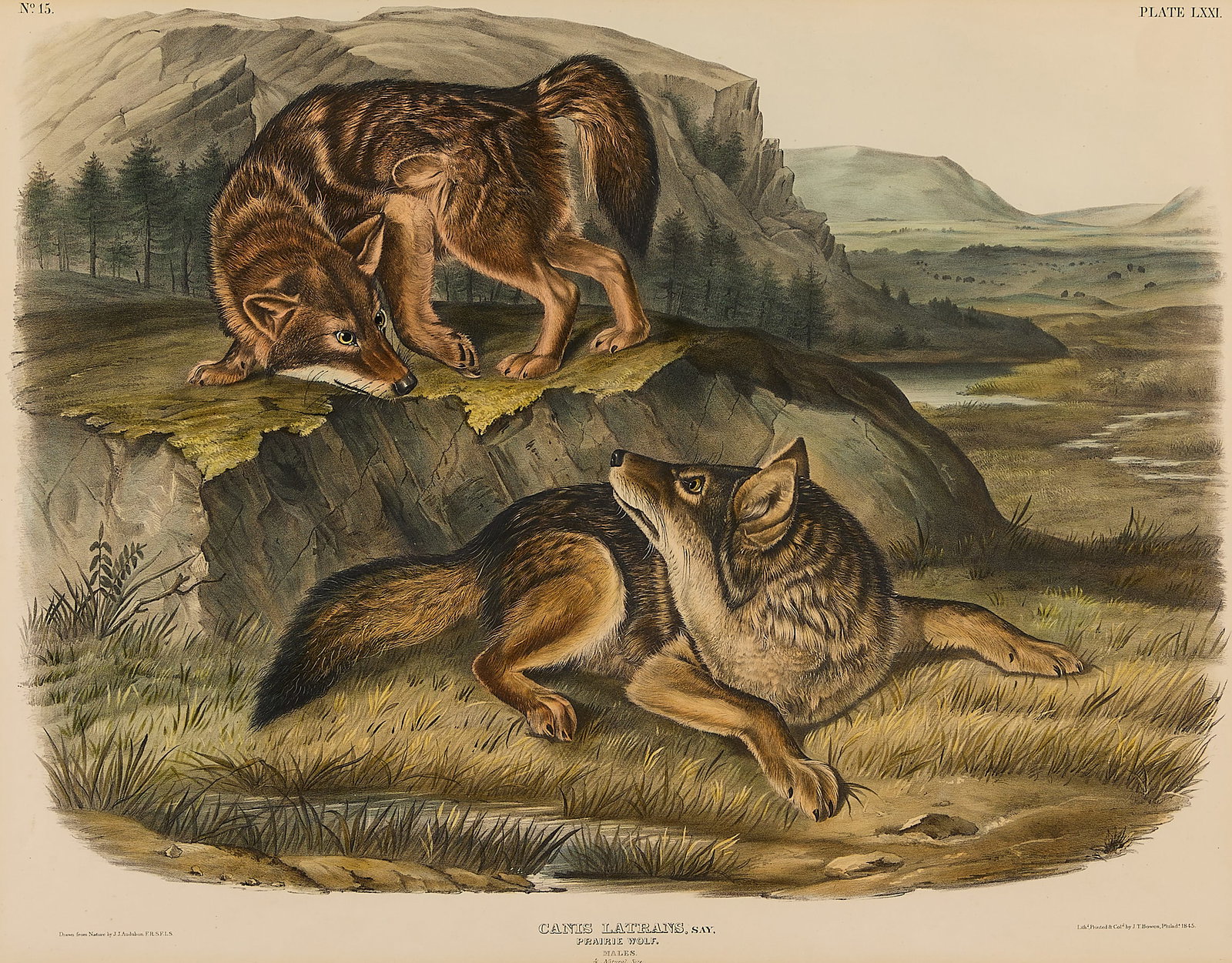 John J. Audubon "Prairie Wolf" Lithograph 1845 (1 of 6)