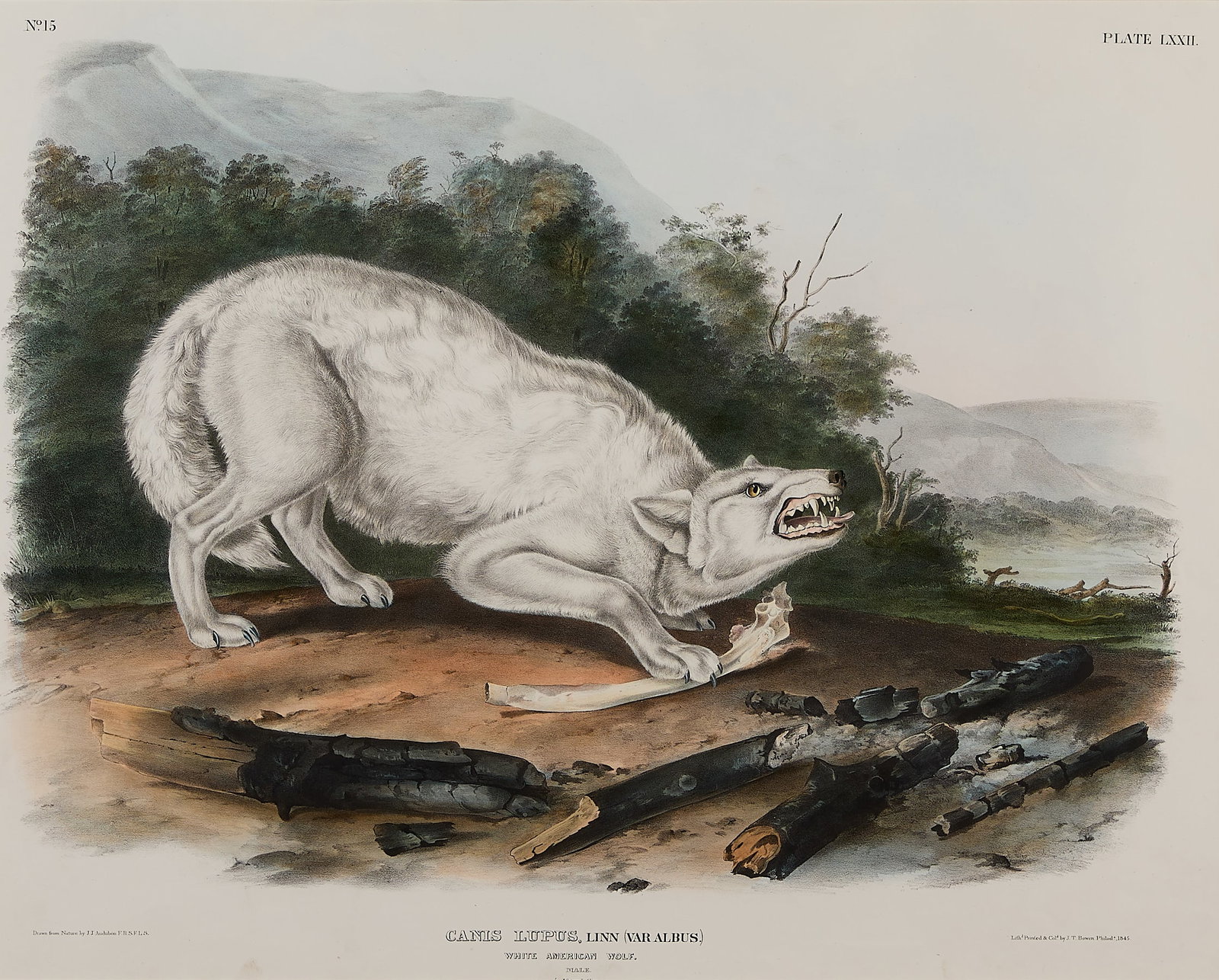 J.J. Audubon "White American Wolf" Lithograph 1845 (1 of 7)