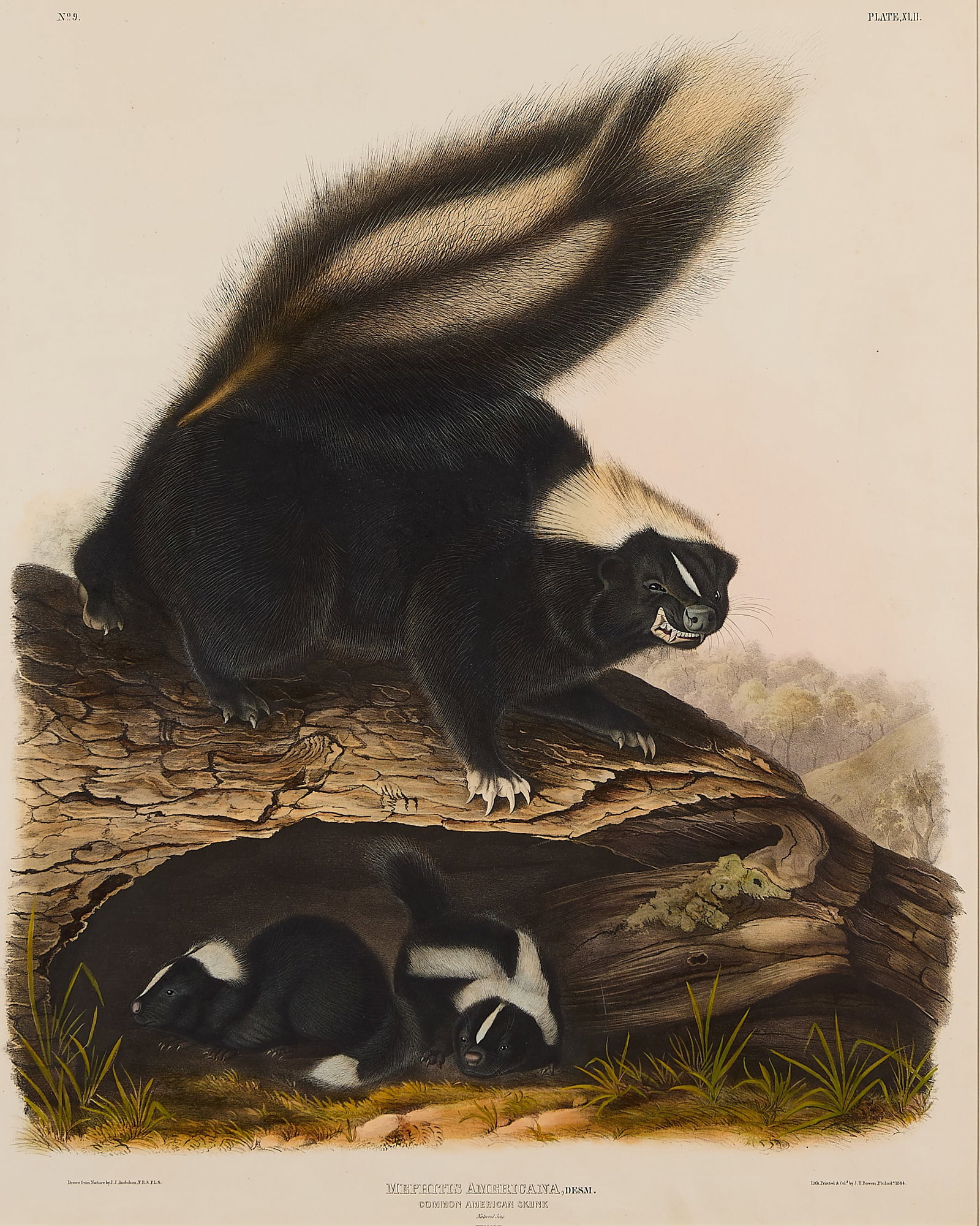 John J. Audubon "American Skunk" Lithograph 1844 (1 of 7)
