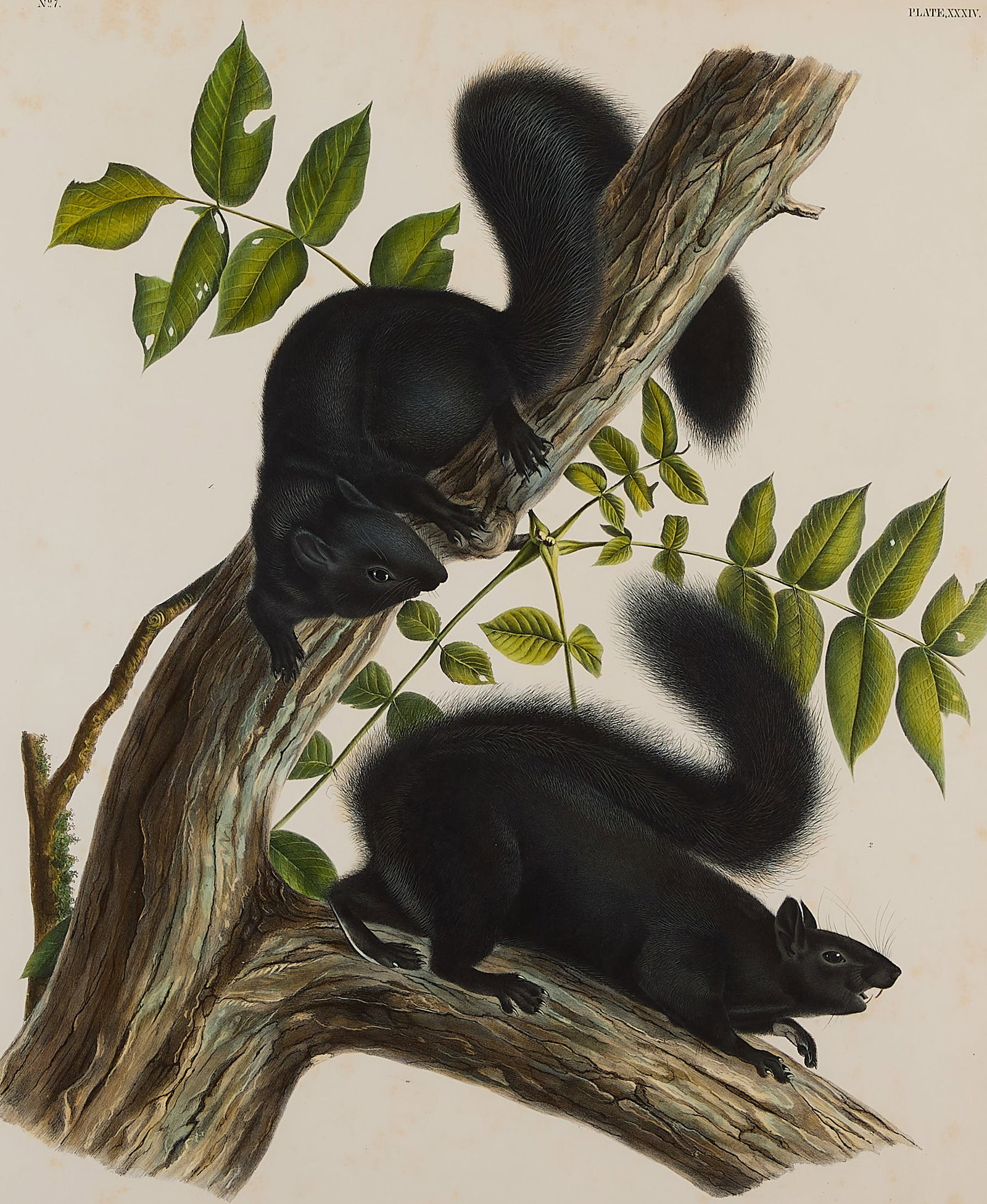 John J. Audubon "Black Squirrel" Lithograph 1844 (1 of 7)