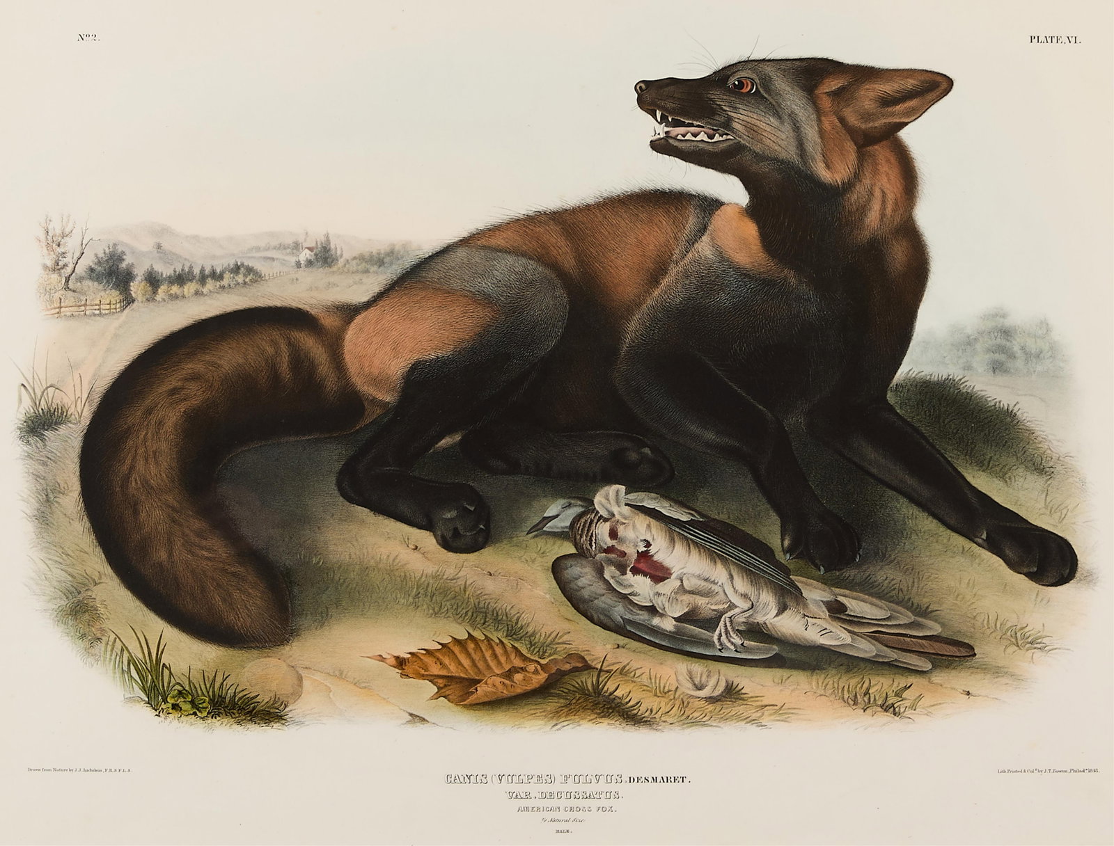 J.J. Audubon "America Cross Fox" Lithograph 1843: John James Audubon (French/American, 1785-1851). Hand-colored lithograph with watercolor embellishments depicting a male cross fox with prey, 1843. Sight; height: 19 1/4 in x width: 25 in. Frame; heig