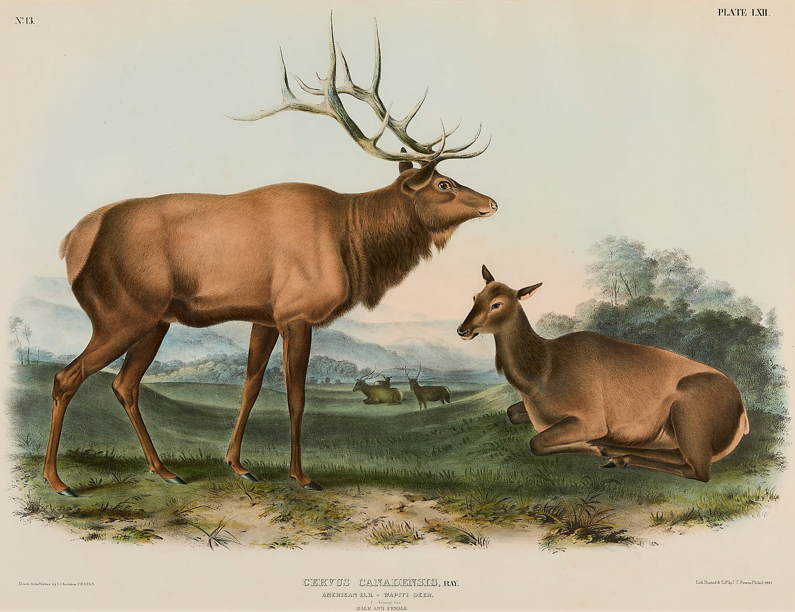 John J. Audubon "American Elk" Lithograph 1845: John James Audubon (French/American, 1785-1851). Hand-colored lithograph with watercolor embellishments titled "Cervus canadensis" depicting North American elk, also known as wapiti deer, 1845. Lithog