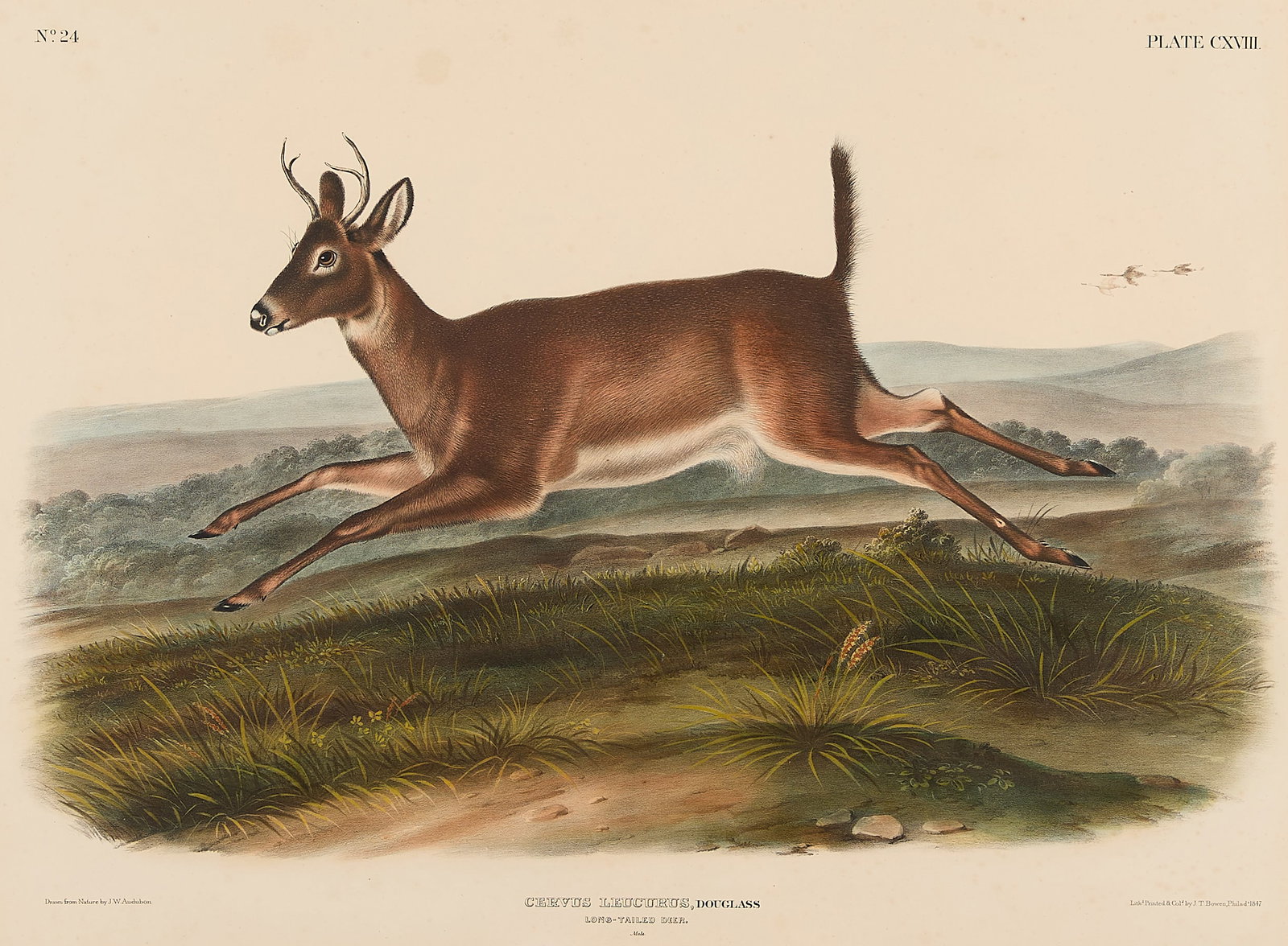 J.W. Audubon "Long-Tailed Deer" Lithograph 1847 (1 of 7)