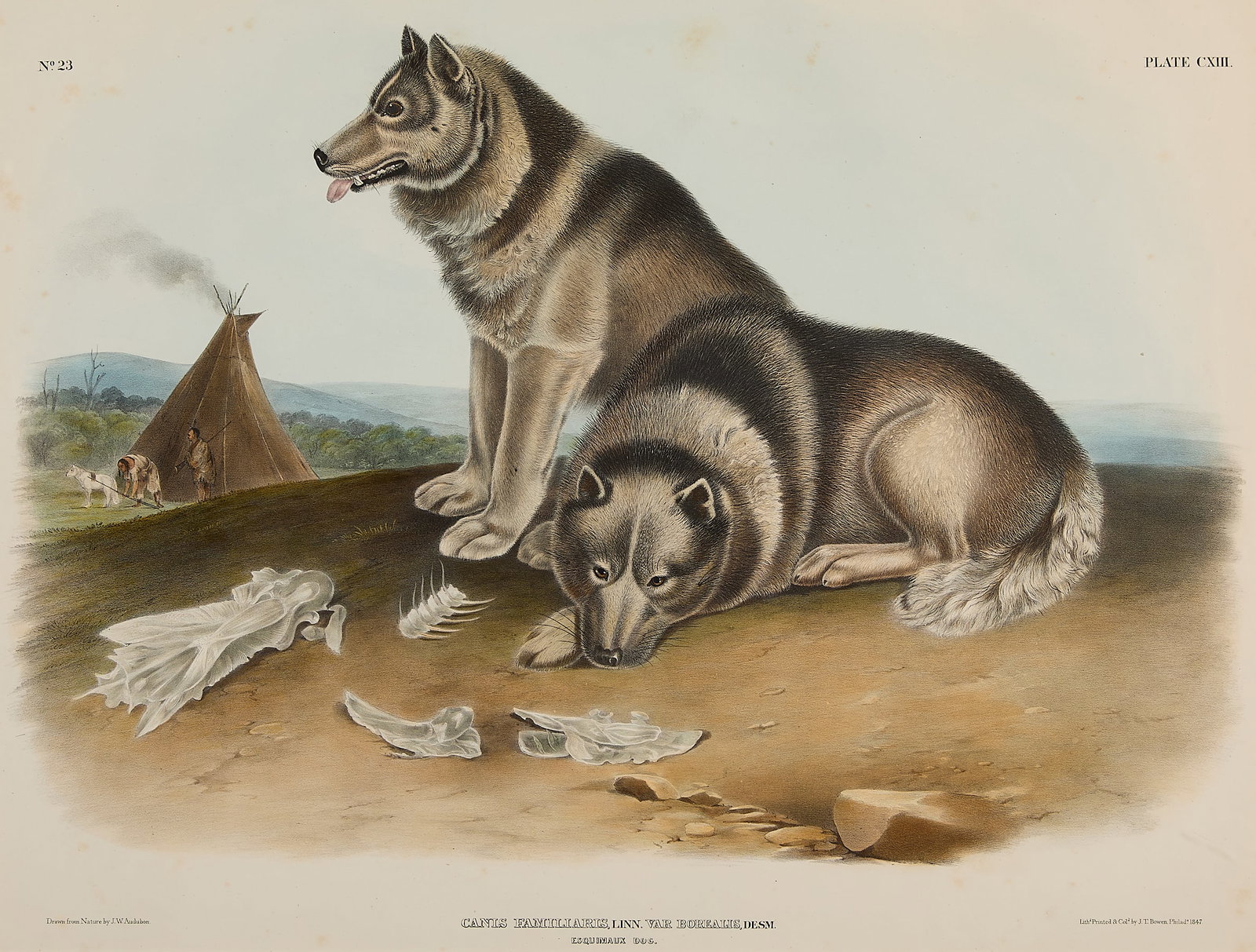 John W. Audubon "Esquimaux Dog" Lithograph 1847 (1 of 7)