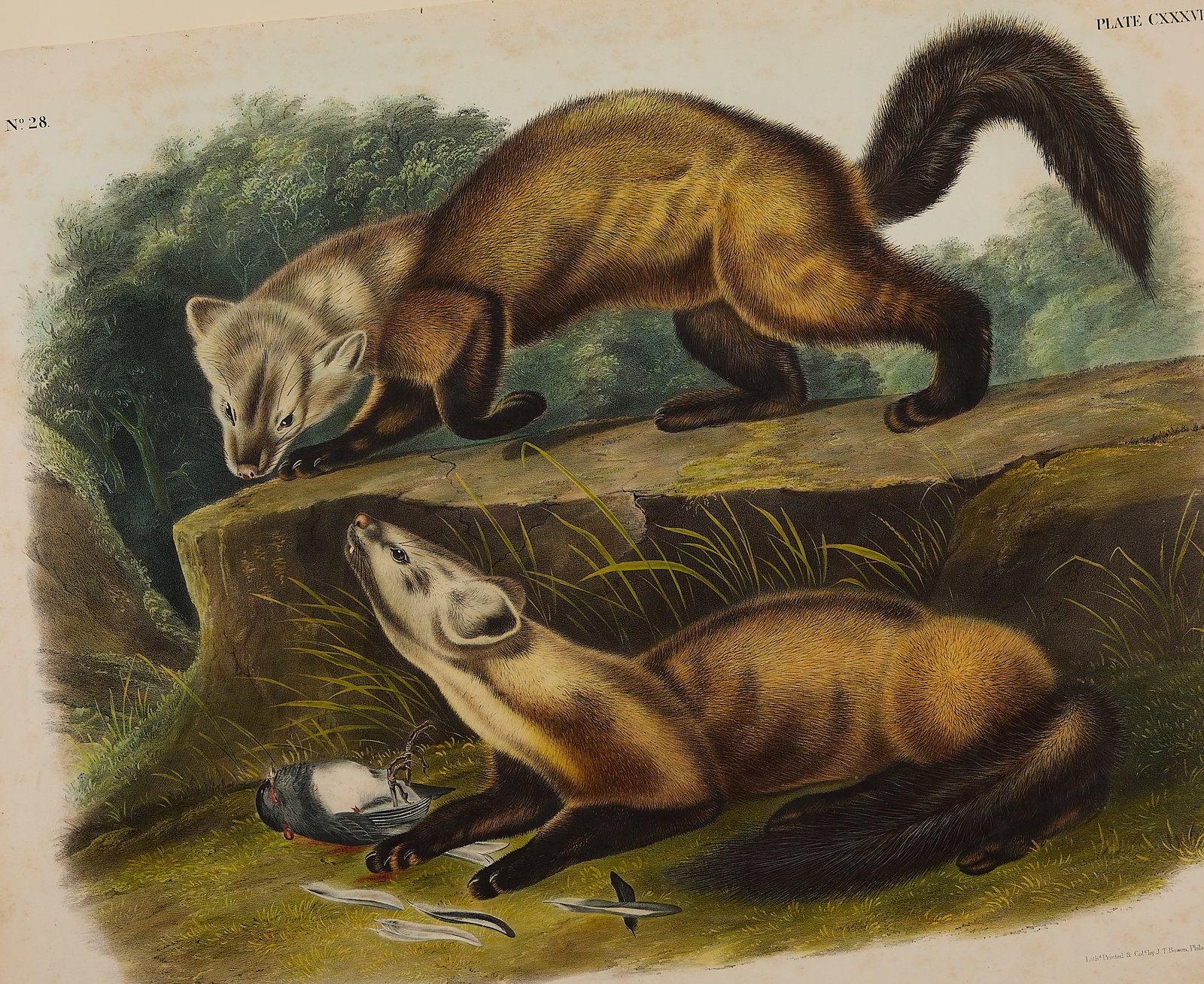 J.W. Audubon "Pine Marten" Lithograph & Watercolor (1 of 7)