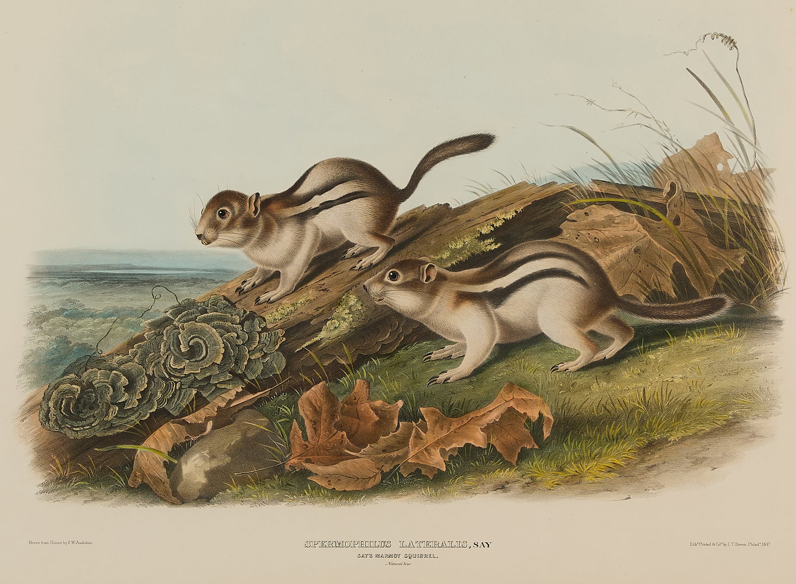 J.W. Audubon "Marmot Squirrel" Lithograph 1847 (1 of 7)