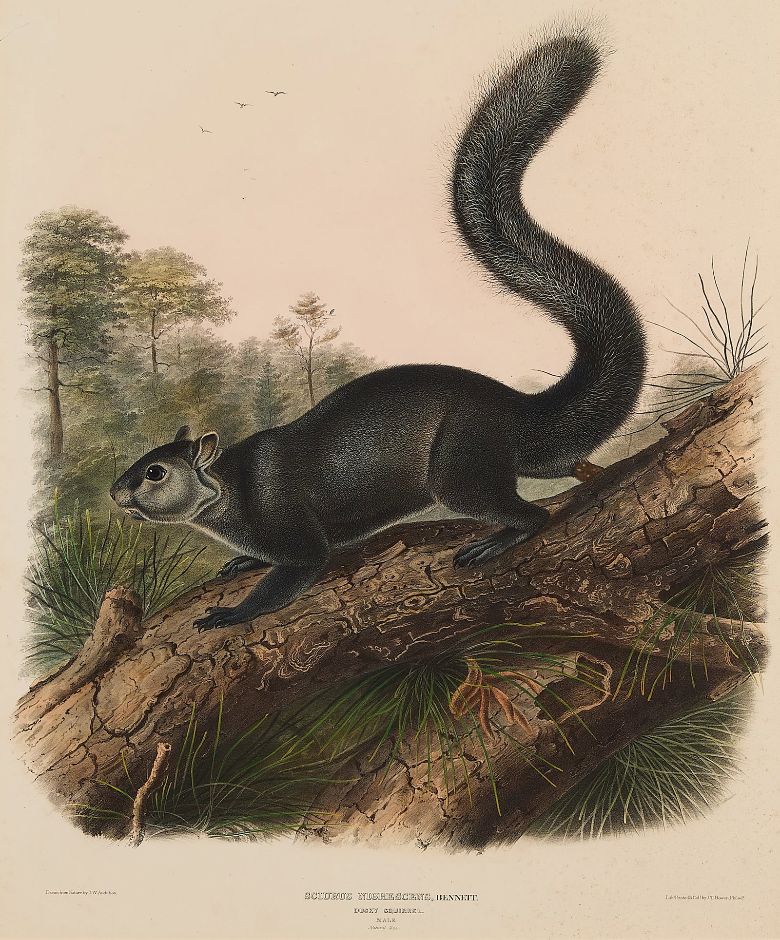 J.W. Audubon "Dusky Squirrel" Lithograph 1848 (1 of 7)