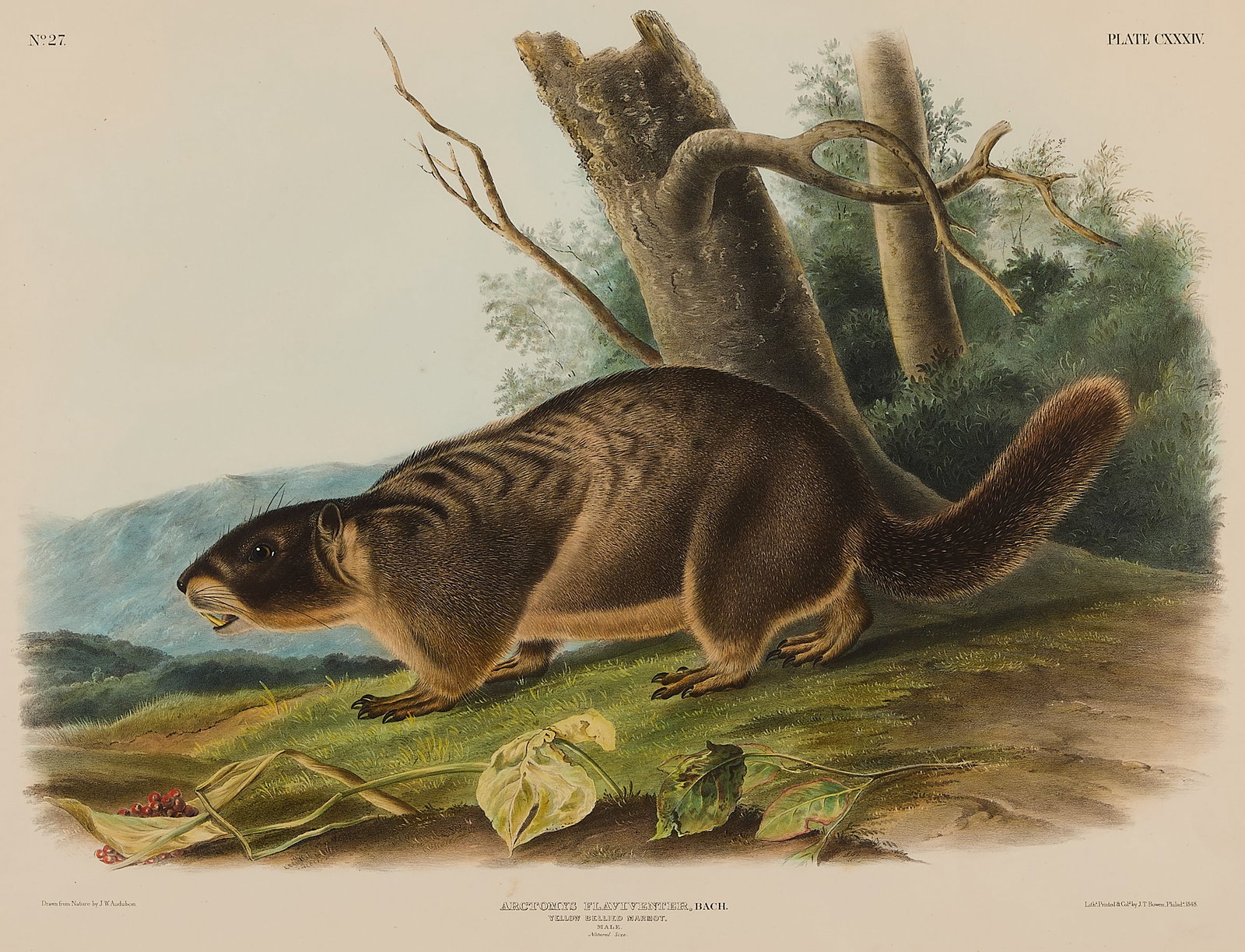 J.W. Audubon "Yellow-Bellied Marmot" Lithograph (1 of 7)