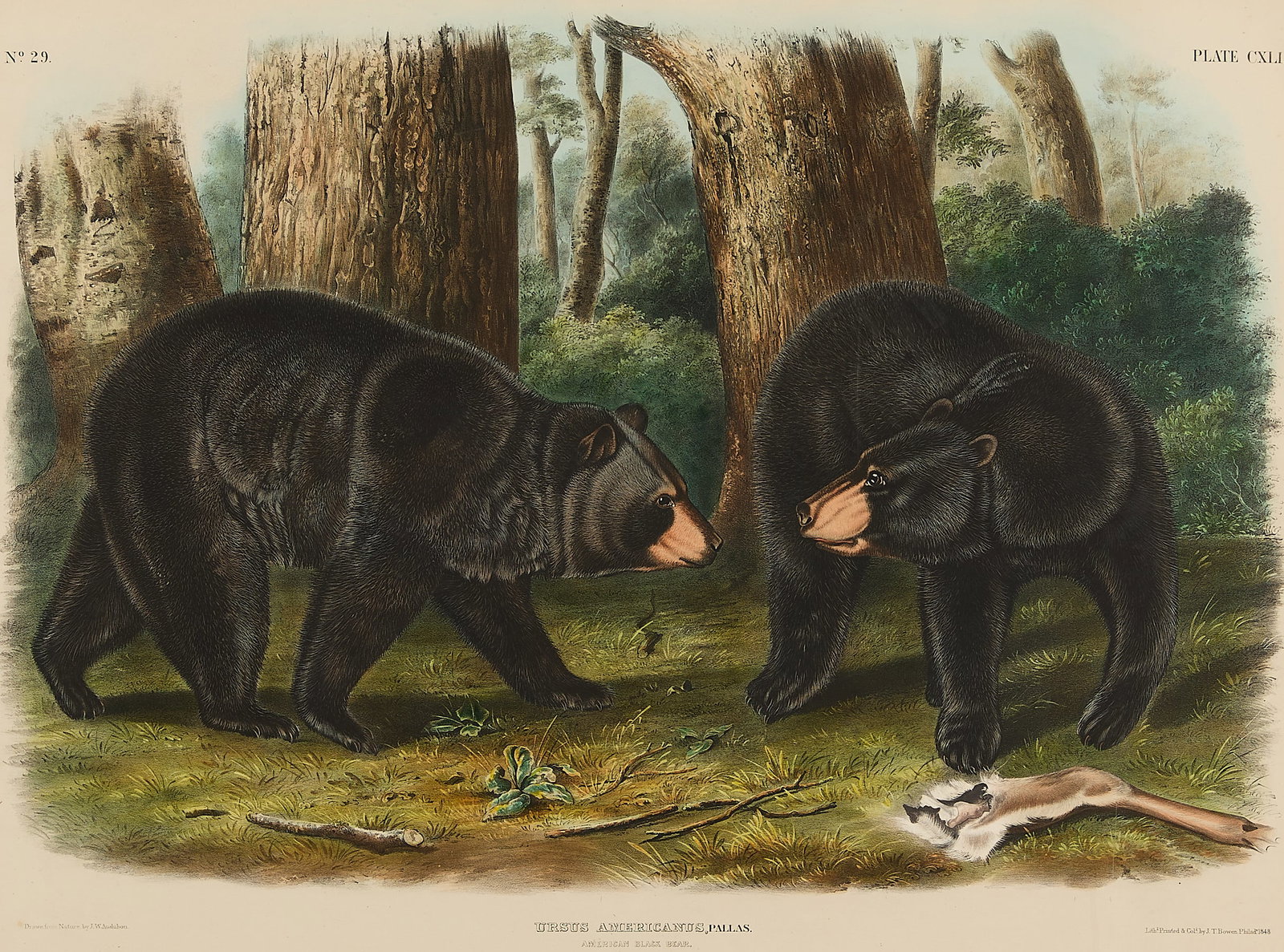 J.W. Audubon "American Black Bear" Litho: John Woodhouse Audubon (American, 1812-1862). Hand-colored lithograph with watercolor embellishments titled "Ursus Americanus, Pallas. American Black Bear," 1848. Depicting a male and female black bea