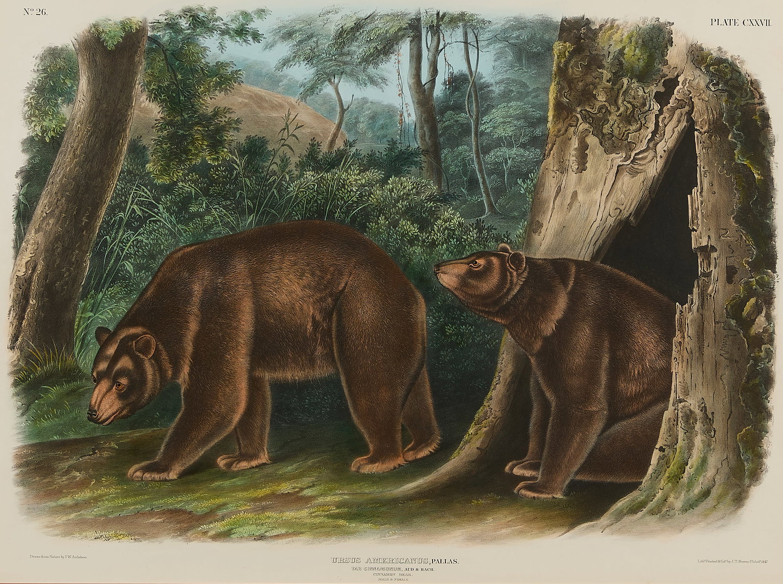 J.W. Audubon "Cinnamon Bear" Lithograph 1847: John Woodhouse Audubon (American, 1812-1862). Hand-colored lithograph titled "Ursus americanus" depicting a male and female cinnamon bear, a subspecies of the American black bear, 1847. Lithographed a