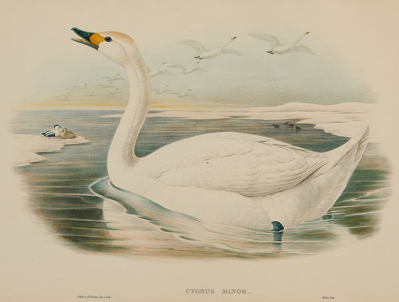 19th c. Gould & Richter "Swan" Colored Lithograph: John Gould (English, 1804-1881) and Henry Constantine Richter (English, 1821-1902). Hand-colored ornithological lithograph titled "Cygnus minor" depicting a swan alongside additional waterfowl, ca. 18