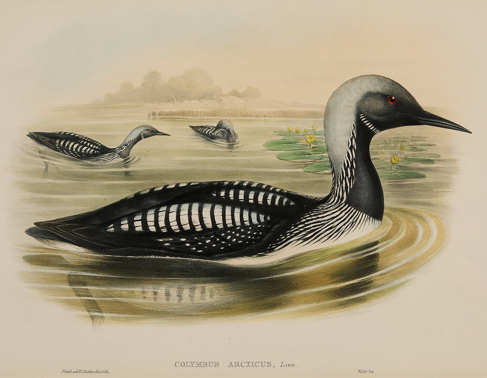 Gould & Richter "Black-Throated Loon" Lithograph: John Gould (English, 1804-1881) and Henry Constantine Richter (English, 1821-1902). Hand-colored ornithological lithograph titled "Colymbus arcticus," depicting three black-throated loons, ca. 1870s. 