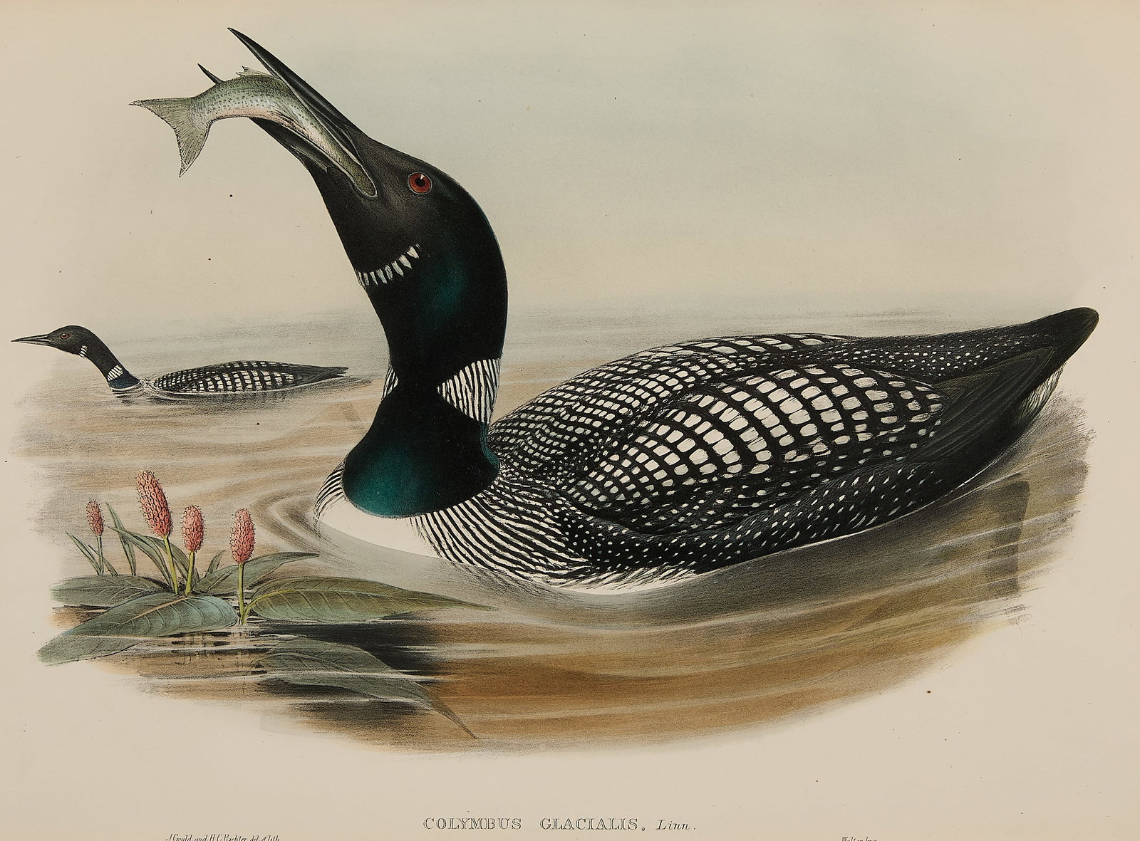 19th c. Gould & Richter "Common Loon" Lithograph: John Gould (English, 1804-1881) and Henry Constantine Richter (English, 1821-1902). Hand-colored ornithological lithograph titled "Colymbus glacialis" depicting two common loons, ca. 1870s. Sight: hei