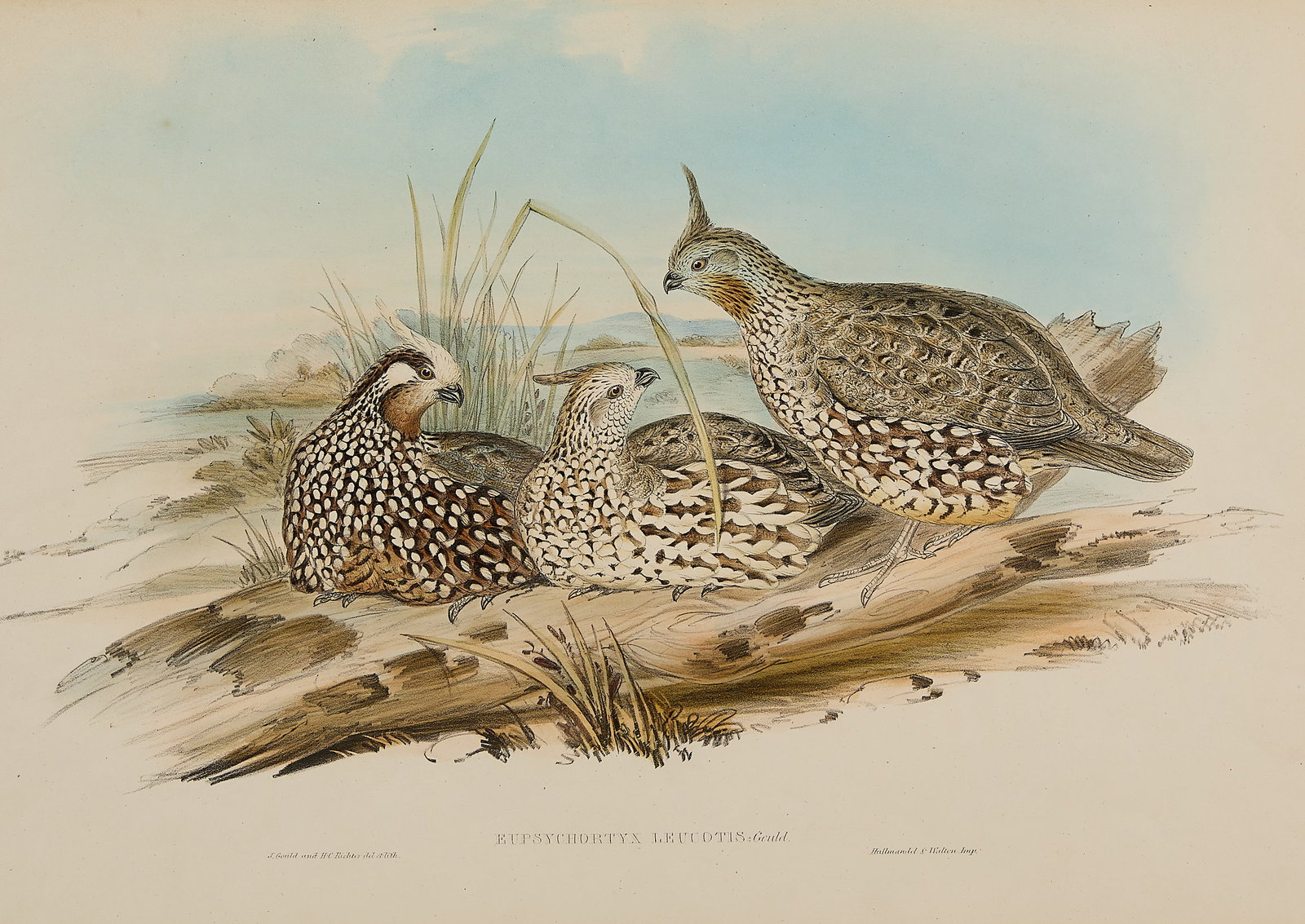 Gould & Richter "Bobwhite Partridges" Lithograph: John Gould (English, 1804-1881) and Henry Constantine Richter (English, 1821-1902). Hand-colored ornithological lithograph titled "Eupsychortyx leucotis" depicting two Crested Bobwhite partridges, ca.